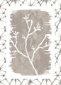 Image Not Available